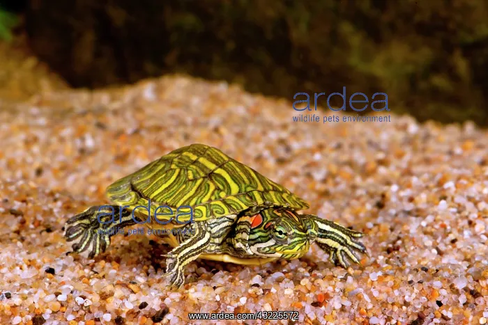 : Ornate Red Ear Turtle, Chrysemys scripta : Ornate Red Ear Turtle, Chrysemys scripta