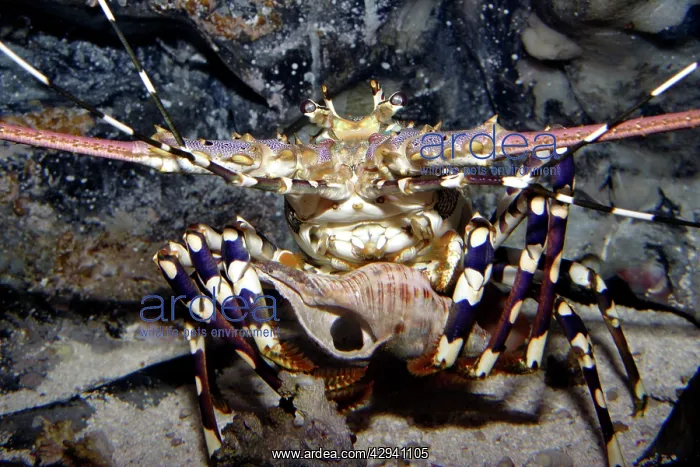 : Ornate rock lobster : Ornate rock lobster