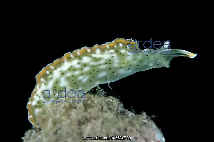 : Ornate Sapsucking Slug : Ornate Sapsucking Slug