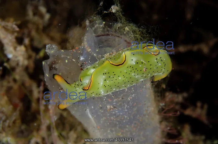 : Ornate Sapsucking Slug : Ornate Sapsucking Slug