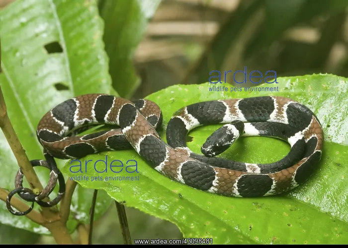  : Ornate snail-eating snake