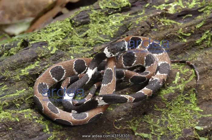: Ornate Snail-Eating Snake : Ornate Snail-Eating Snake