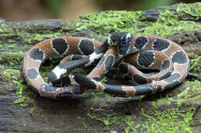 : Ornate Snail-eating Snake (Dipsas catesbyi) : Ornate Snail-eating Snake (Dipsas catesbyi)