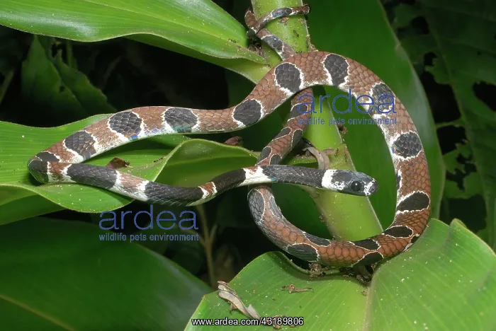 : Ornate Snail-eating Snake (Dipsas catesbyi) : Ornate Snail-eating Snake (Dipsas catesbyi)