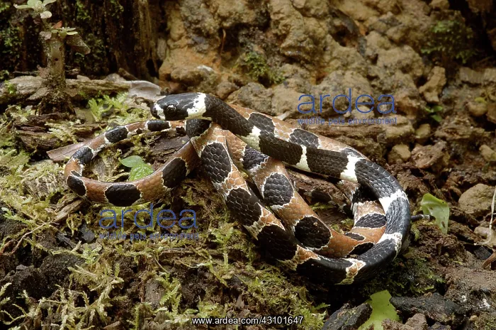 : Ornate snaileater : Ornate snaileater