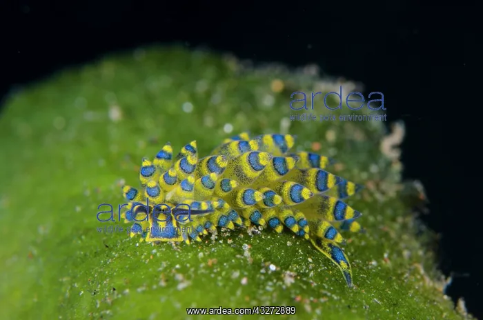 : Ornate Stiliger Nudibranch - Kubu, Tulamben, Karangasem Rege : Ornate Stiliger Nudibranch - Kubu, Tulamben, Karangasem Rege