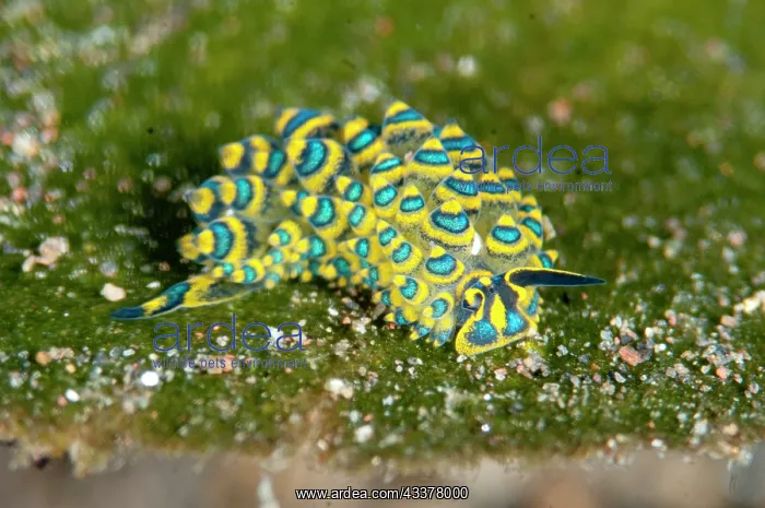 : Ornate Stiliger Sea Slug : Ornate Stiliger Sea Slug