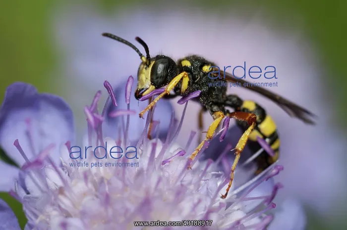 : Ornate Tailed Digger Wasp (Cerceris rybyensis) female : Ornate Tailed Digger Wasp (Cerceris rybyensis) female