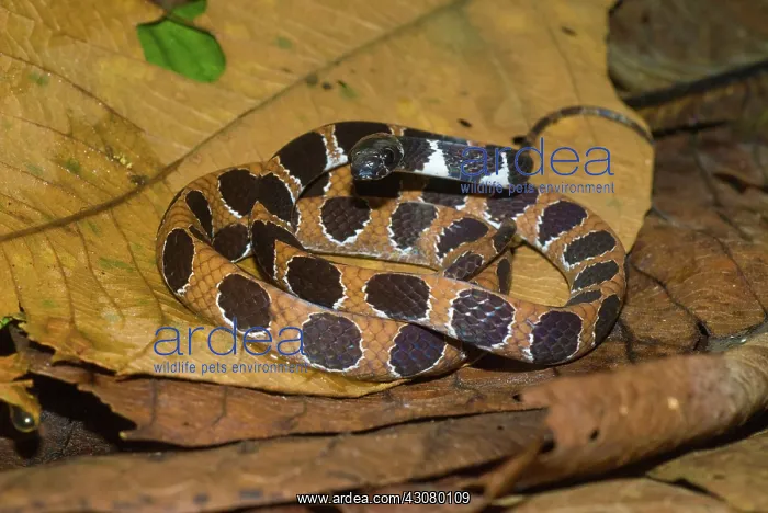 : Ornate Thirst Snake : Ornate Thirst Snake