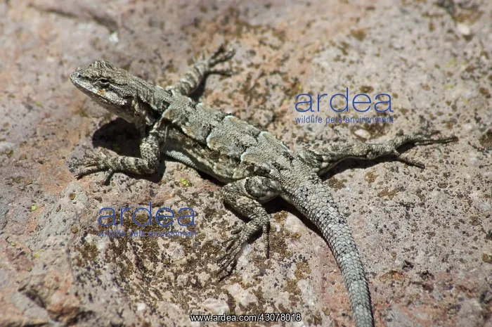 : Ornate tree lizard : Ornate tree lizard