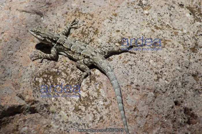 : Ornate tree lizard : Ornate tree lizard