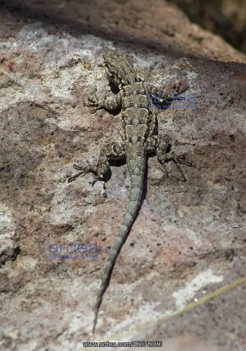 : Ornate tree lizard : Ornate tree lizard