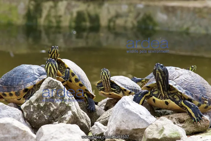: Ornate turtles (auritus testudines), yellow striped : Ornate turtles (auritus testudines), yellow striped
