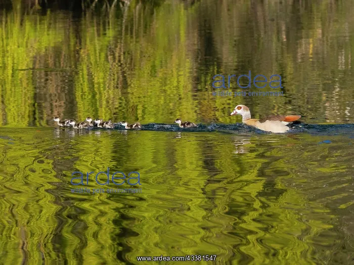 : Ornate turtles (auritus testudines), yellow striped : Ornate turtles (auritus testudines), yellow striped