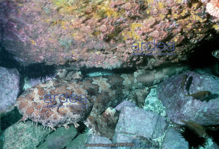 : Ornate Wobbygong Shark - under rock : Ornate Wobbygong Shark - under rock