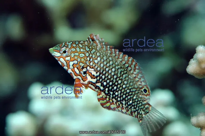 : Ornate Wrasse : Ornate Wrasse