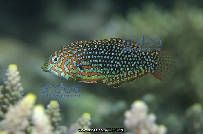 : Ornate Wrasse - Dili Rock East dive site, Dili : Ornate Wrasse - Dili Rock East dive site, Dili