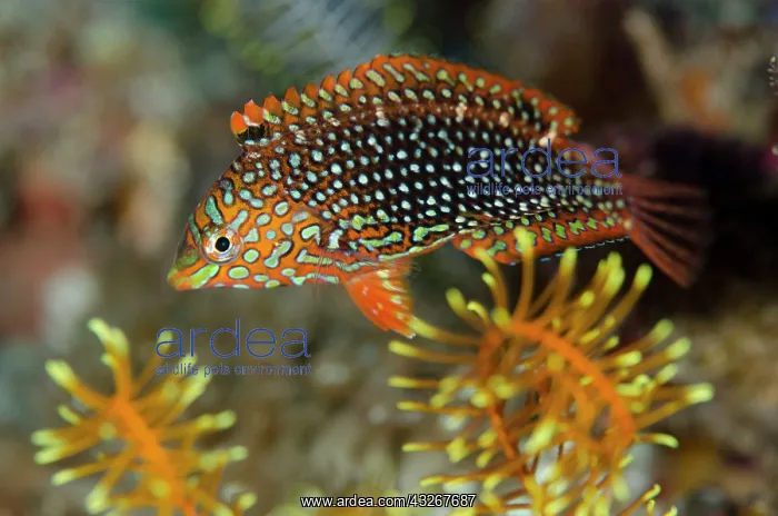 : Ornate Wrasse - juvenile : Ornate Wrasse - juvenile