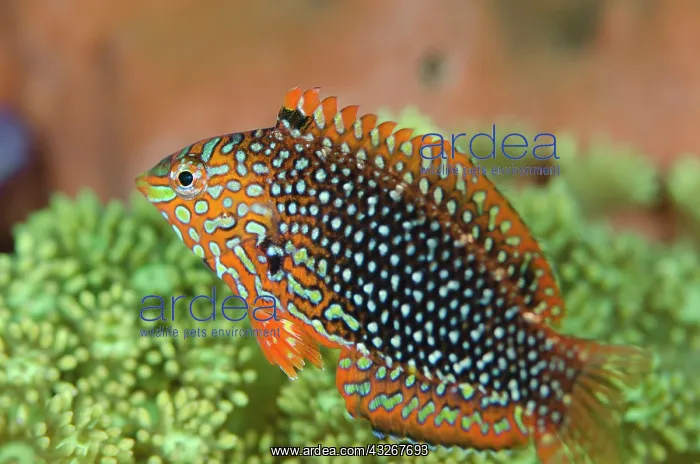  : Ornate Wrasse - juvenile