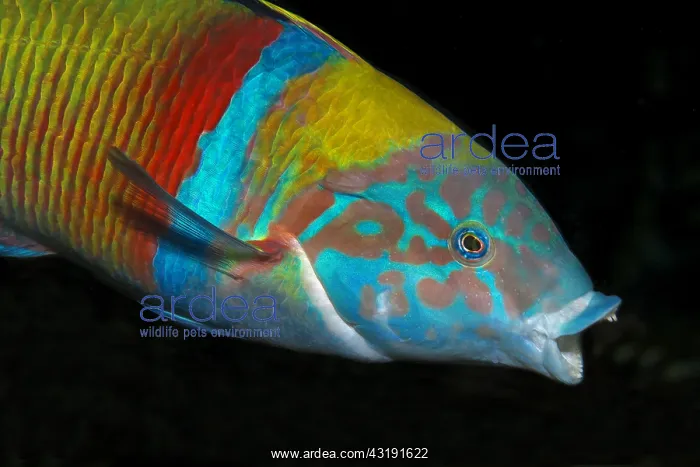 : Ornate wrasse (Thalassoma pavo) male, Tenerife : Ornate wrasse (Thalassoma pavo) male, Tenerife