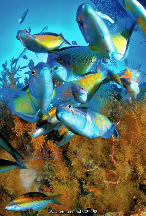 : Ornate wrasse (Thalassoma pavo), Tenerife, Canary : Ornate wrasse (Thalassoma pavo), Tenerife, Canary
