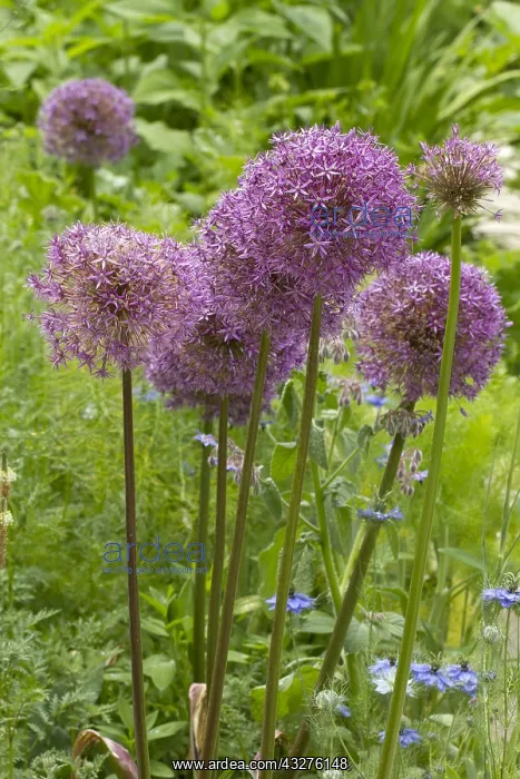 : Ornemental onion (Allium Globemaster') and love-in-a-mist : Ornemental onion (Allium Globemaster') and love-in-a-mist