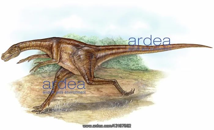 : Ornitholestes hermanni dinosaur : Ornitholestes hermanni dinosaur