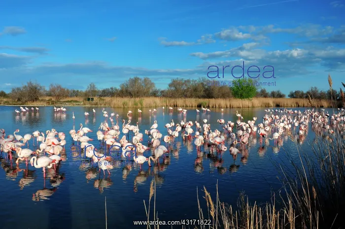 : the Ornithological park of Pont de Gau, created : the Ornithological park of Pont de Gau, created