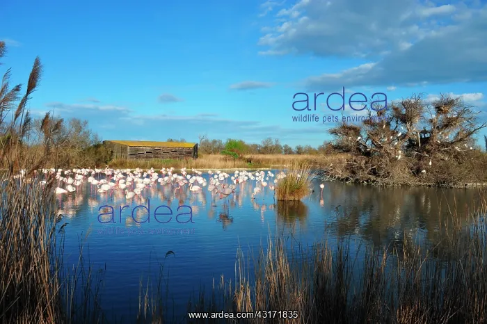 : the Ornithological park of Pont de Gau, created : the Ornithological park of Pont de Gau, created