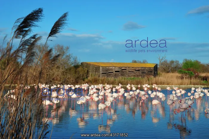 : the Ornithological park of Pont de Gau, created : the Ornithological park of Pont de Gau, created