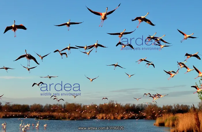 : the Ornithological park of Pont de Gau, created : the Ornithological park of Pont de Gau, created
