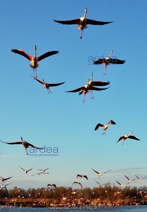 : the Ornithological park of Pont de Gau, created : the Ornithological park of Pont de Gau, created