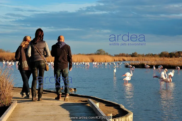  : the Ornithological park of Pont de Gau, created