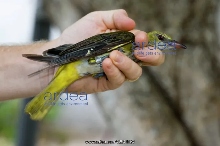 : Ornithologist ready to release ringed bird at A : Ornithologist ready to release ringed bird at A