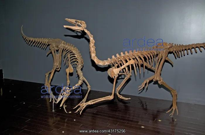 : Ornithomimus Skeletons : Ornithomimus Skeletons