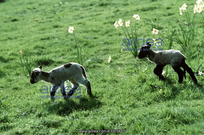 : ORPHAN LAMBS - in field : ORPHAN LAMBS - in field