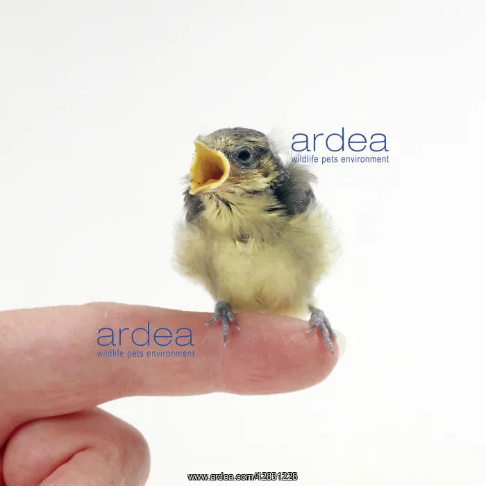 : Orphaned Blue TIT : Orphaned Blue TIT