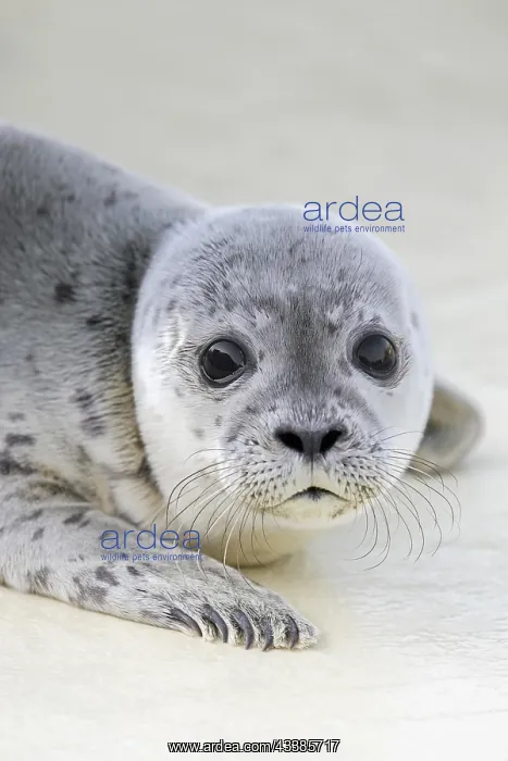 : Orphaned common seal, harbour seal (Phoca vitulina) : Orphaned common seal, harbour seal (Phoca vitulina)