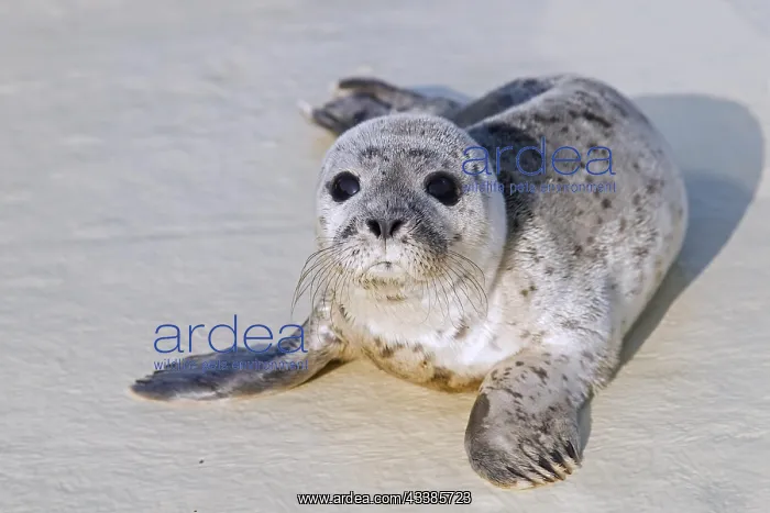 : Orphaned common seal, harbour seal (Phoca vitulina) : Orphaned common seal, harbour seal (Phoca vitulina)