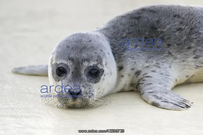 : Orphaned common seal, harbour seal (Phoca vitulina) : Orphaned common seal, harbour seal (Phoca vitulina)