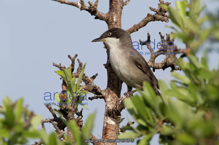 : Orphean Warbler : Orphean Warbler