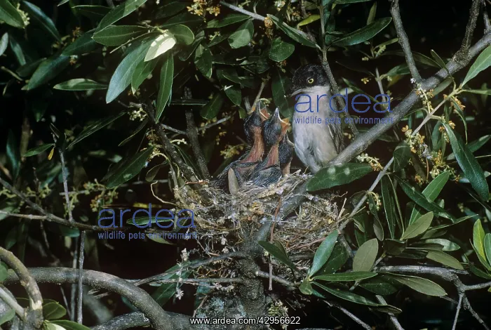 : Orphean Warbler - feeding chicksSat nest : Orphean Warbler - feeding chicksSat nest
