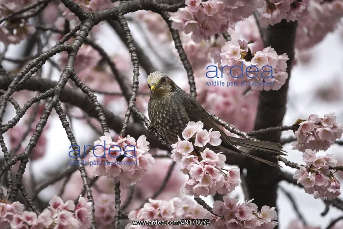  : Orpheus bulbul (Hypsipetes amaurotis)