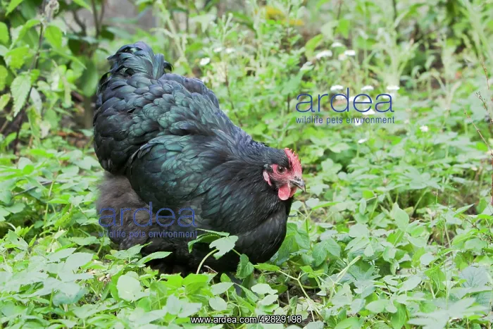 : Orpington Black - Domestic chicken breed : Orpington Black - Domestic chicken breed