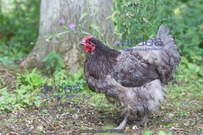 : Orpington Black - Domestic chicken breed : Orpington Black - Domestic chicken breed