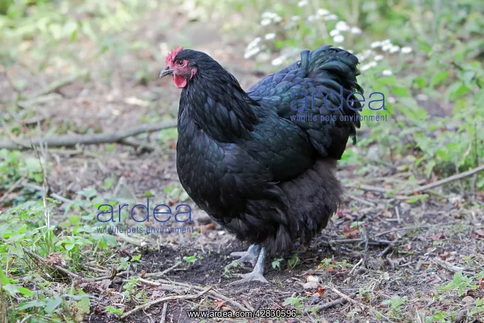 : Orpington Black - Domestic chicken breed : Orpington Black - Domestic chicken breed