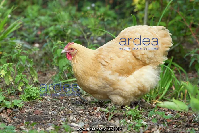 : Orpington Buff - Domestic chicken breed : Orpington Buff - Domestic chicken breed