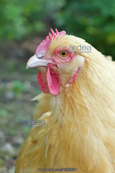 : Orpington Buff - Domestic chicken breed : Orpington Buff - Domestic chicken breed