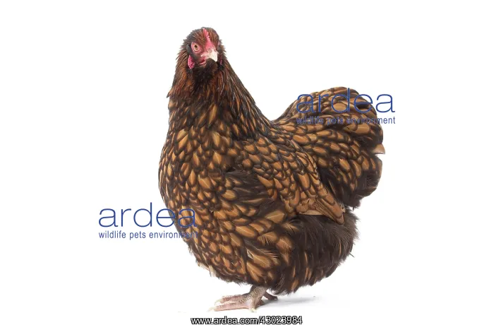  : Orpington Chicken Hen
