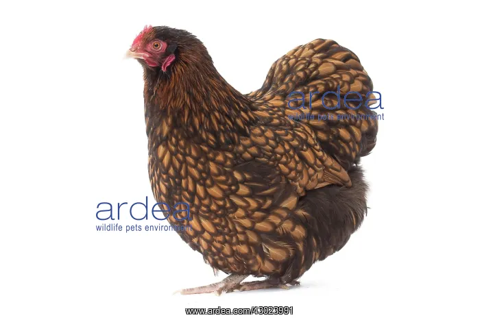  : Orpington Chicken Hen